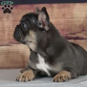 Chipper, French Bulldog Puppy